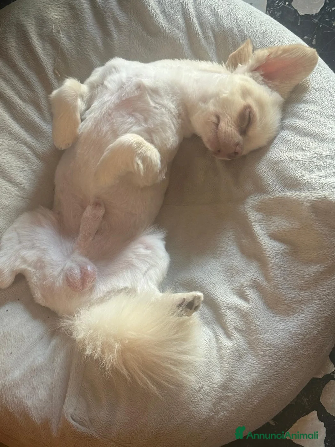 Chihuahua cani per accoppiamento: Accoppiamento  a Città Metropolitana di Bologna - Annuncio 3