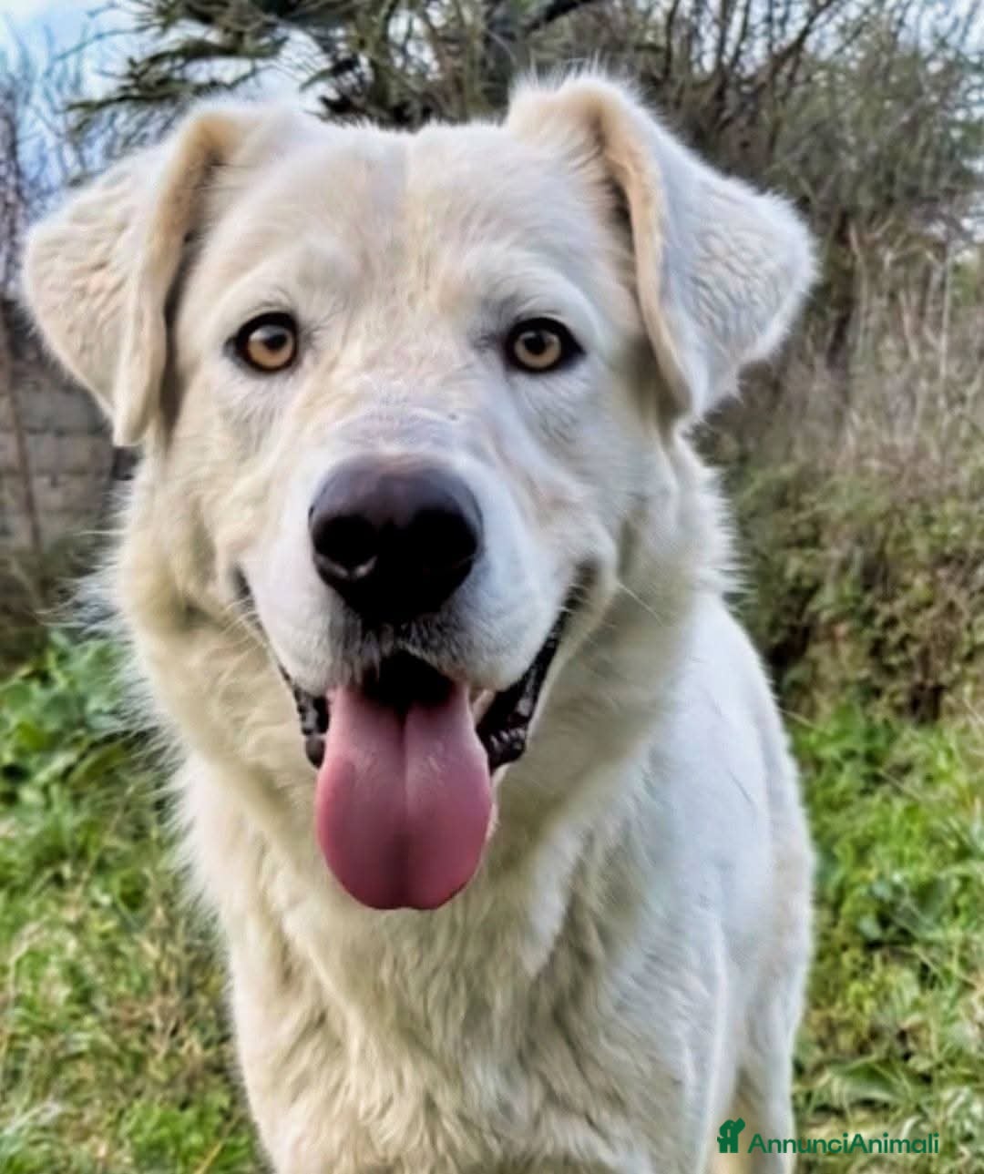 Meticcio cani  Guè  - Annuncio 39