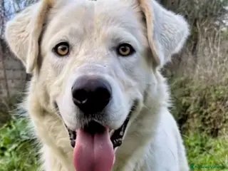 Meticcio cani Guè - Annuncio 39