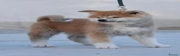 Akita Inu cani in vendita: Cucciolo Akita inu (Top Selection) a Città metropolitana di Roma Capitale - Annuncio 9