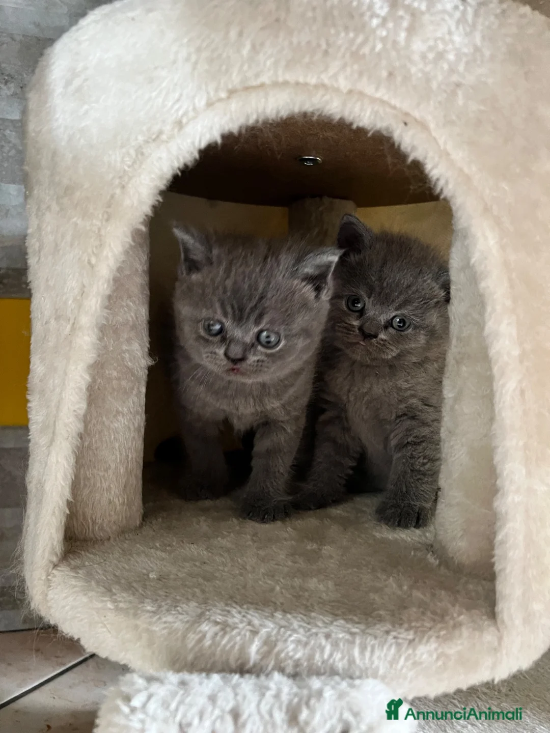 Scottish gatti in vendita: Scottish Straight - Annuncio 2