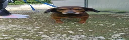 Meticcio cani in regalo: pALLINO - Annuncio 3