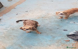 Altre razze cani in regalo: Regalo tre cuccioletti - Immagine 2