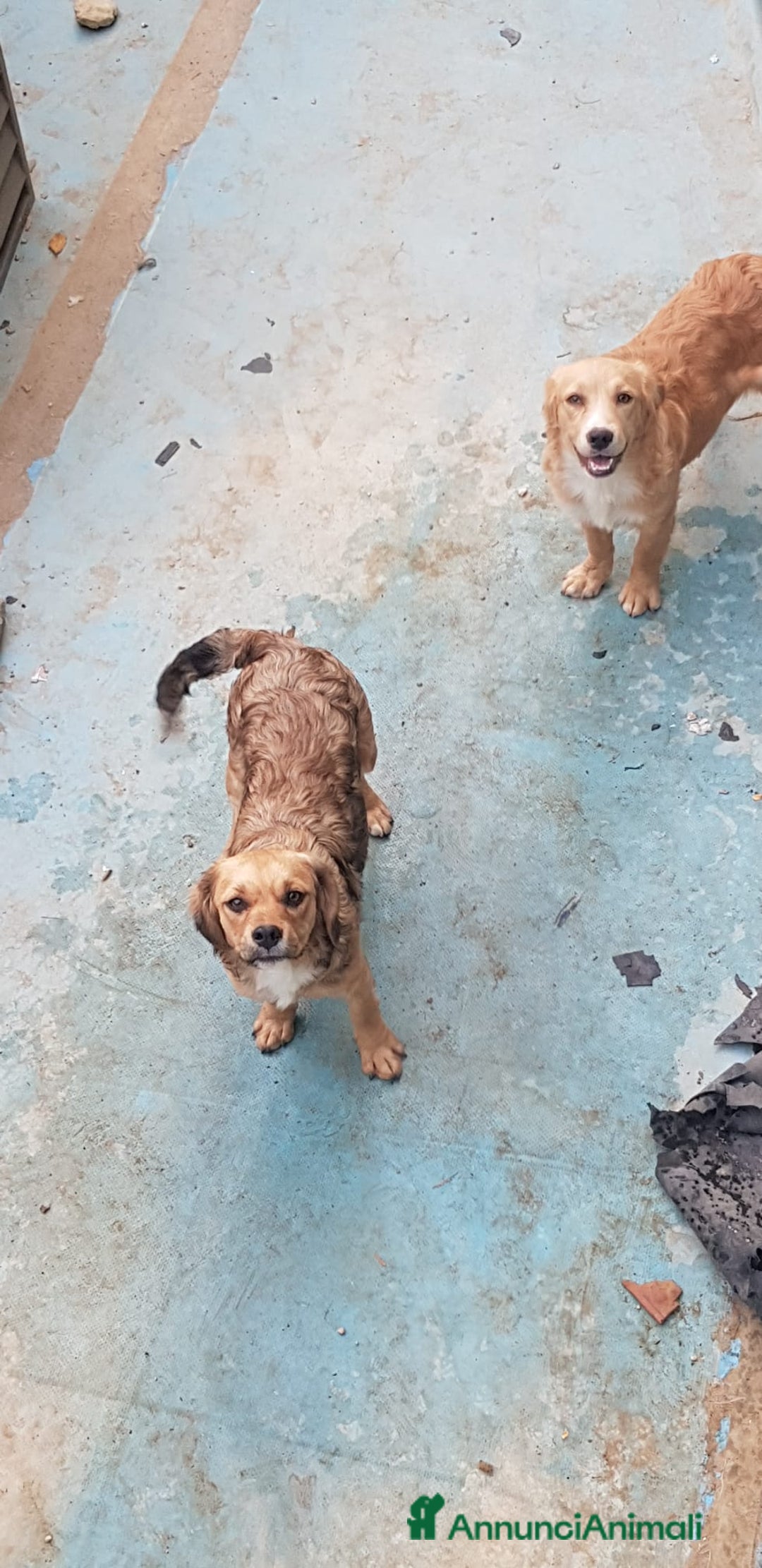 Altre razze cani in regalo: Regalo tre cuccioletti - Immagine 2