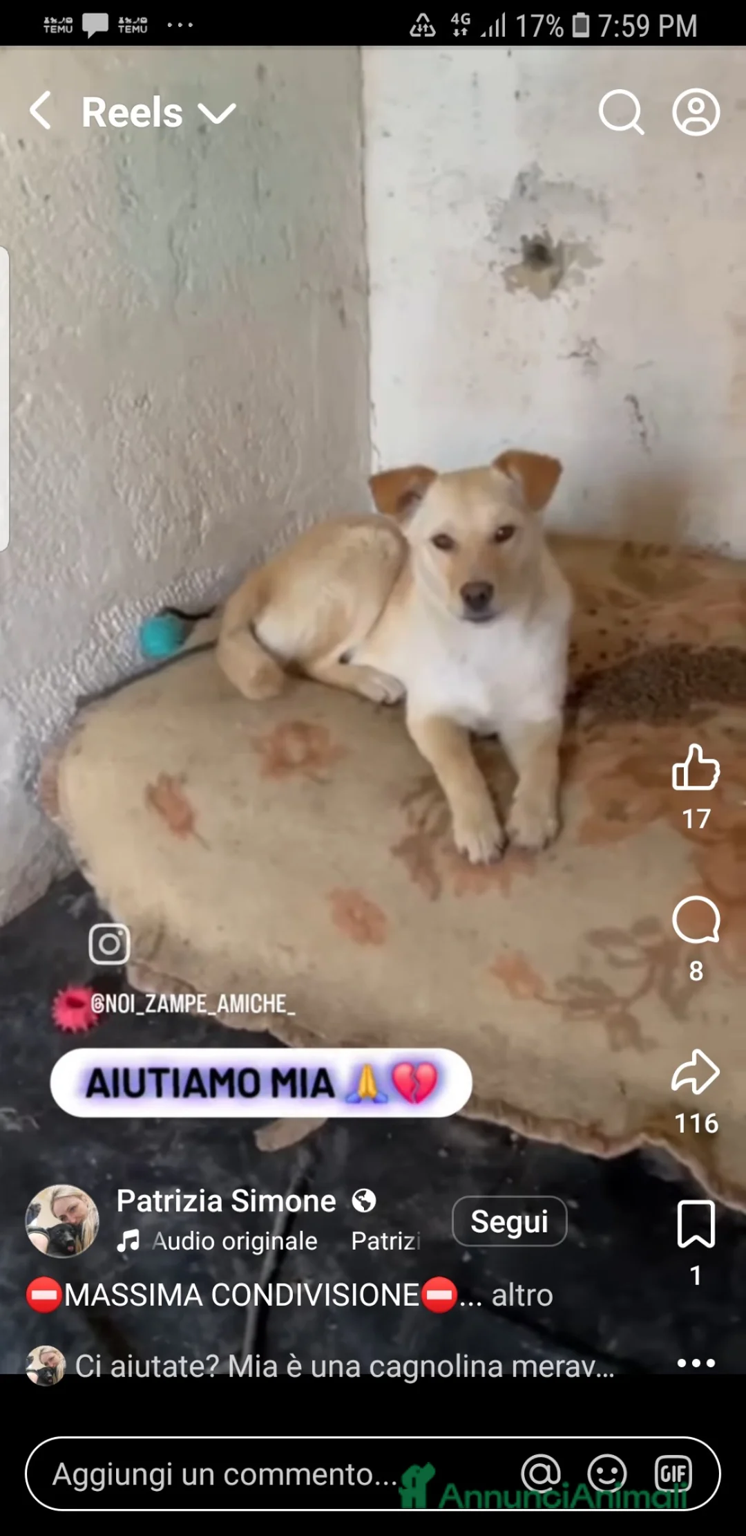 Meticcio cani in regalo: ADOZ.DEL💔:cucciol abbandon xstrada segue macchine - Annuncio 2