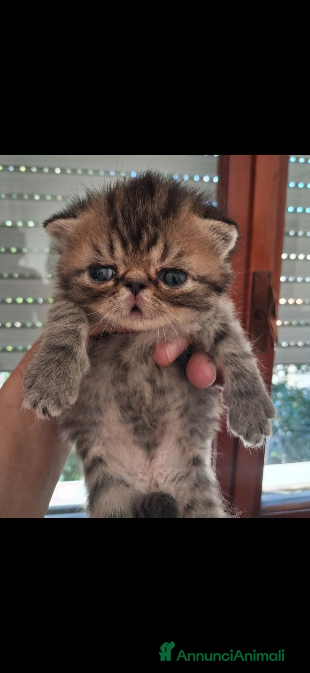 Exotic Shorthair gatti in vendita: Cuccioli esotici molto belli  - Annuncio 3