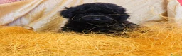 Barboncino Toy cani in vendita: Prenotazione femminile nere di barbone toy  - Annuncio 1