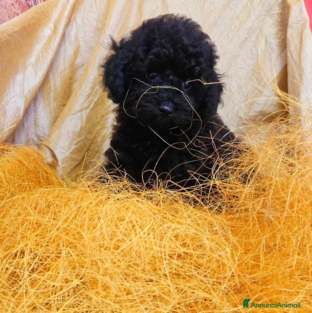 Barboncino Toy cani in vendita: Prenotazione femminile nere di barbone toy  - Annuncio 1