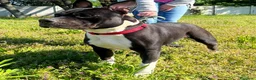 Meticcio cani in regalo: ZARA BELLISSIMA PIT - Annuncio 1