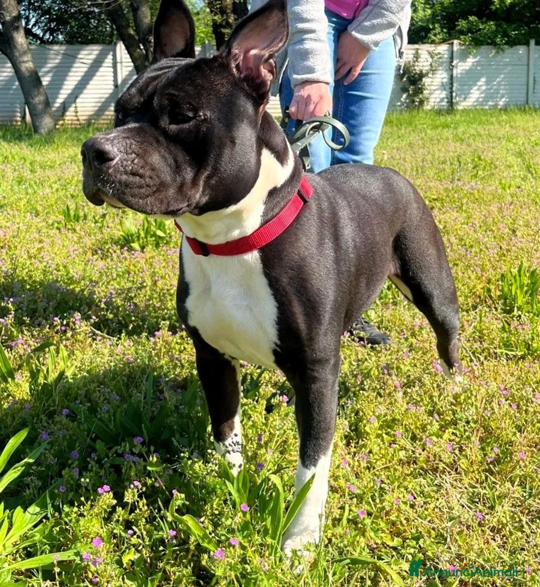 Meticcio cani in regalo: ZARA BELLISSIMA PIT - Annuncio 1