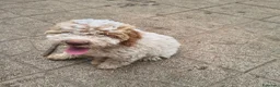 Lagotto cani in vendita: CUCCIOLI DI LAGOTTO ROMAGNOLO CON PEDIGREE - Annuncio 4