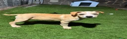 American Staffordshire cani in vendita: American Staffordshire terrier - Annuncio 7