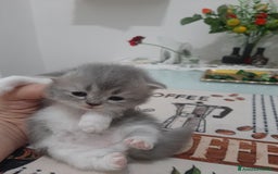 Persiano gatti in vendita: Gattini persiano bicolore a Città metropolitana di Messina - Immagine 27