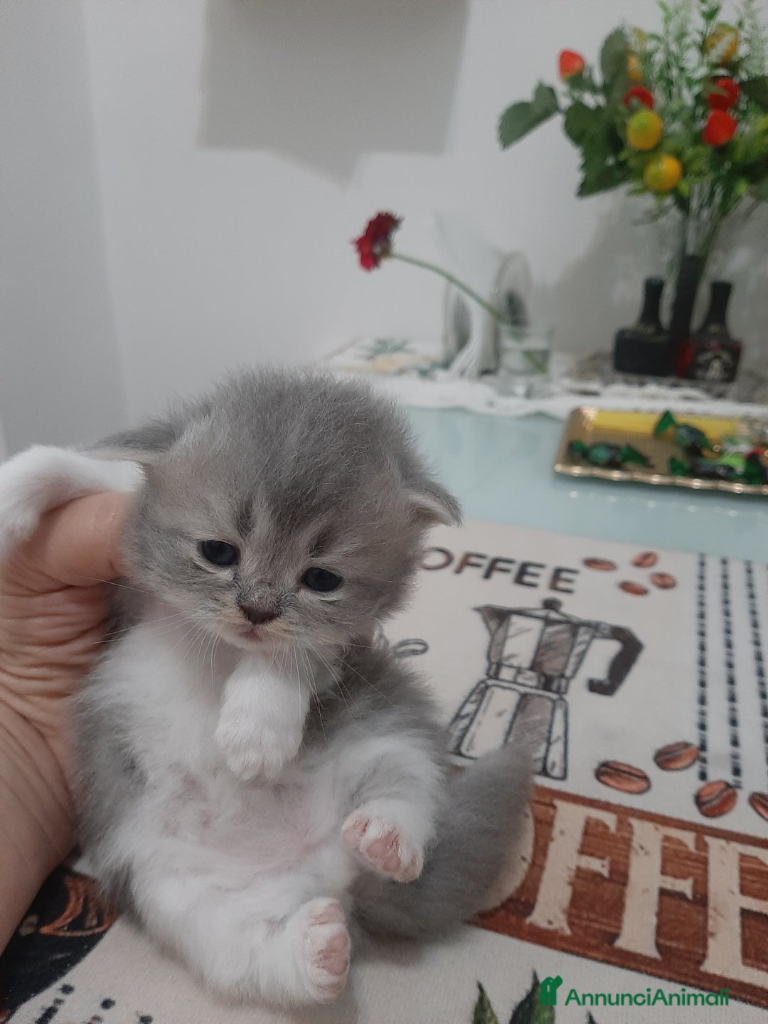 Persiano gatti in vendita: Gattini persiano bicolore a Città metropolitana di Messina - Immagine 27