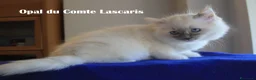 Ragdoll gatti in vendita: cucciola LILAC TORTIE MITTED stupenda con pedigree - Annuncio 2