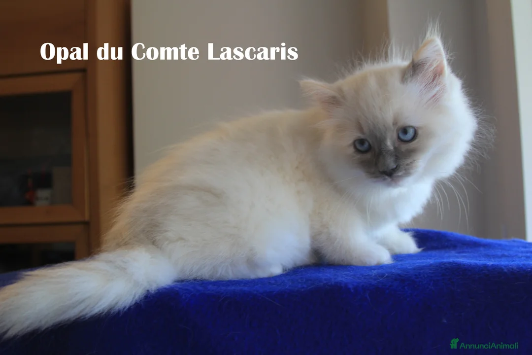 Ragdoll gatti in vendita: cucciola LILAC TORTIE MITTED stupenda con pedigree - Annuncio 2