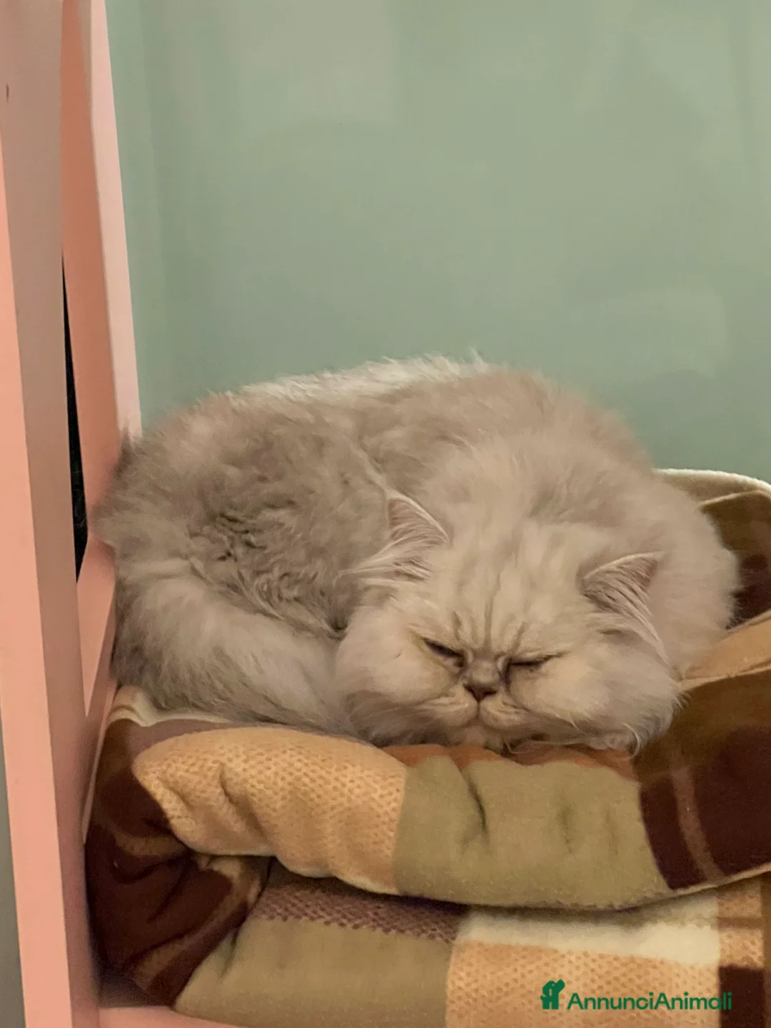 Scottish gatti in regalo: Femminuccia di 4 anni - Annuncio 4