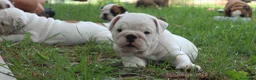 Bulldog cani in vendita: Cuccioli Bulldog Inglese con Pedigree - Annuncio 10