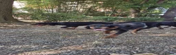 Setter Gordon cani in vendita: Cuccioli di Setter Gordon di altissima genealogia  a Provincia di Siena - Annuncio 2