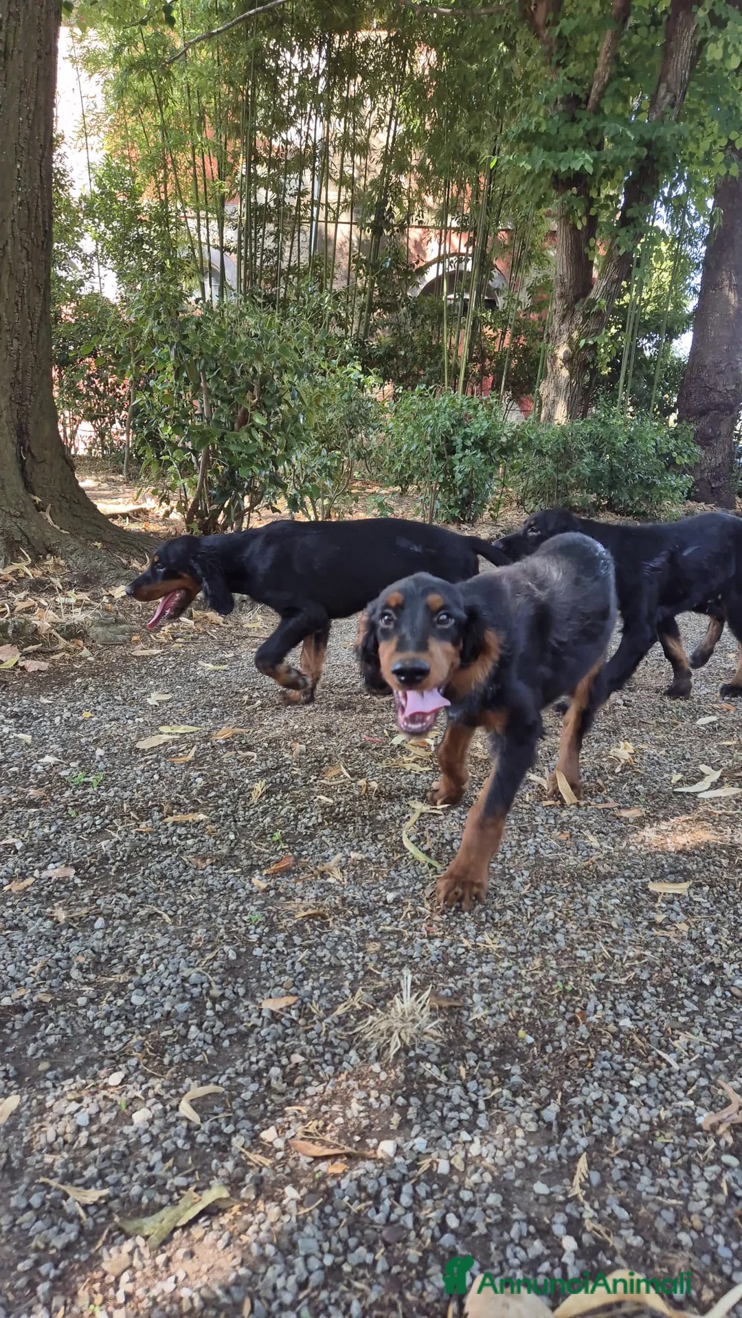 Setter Gordon cani in vendita: Cuccioli di Setter Gordon di altissima genealogia  a Provincia di Siena - Annuncio 2