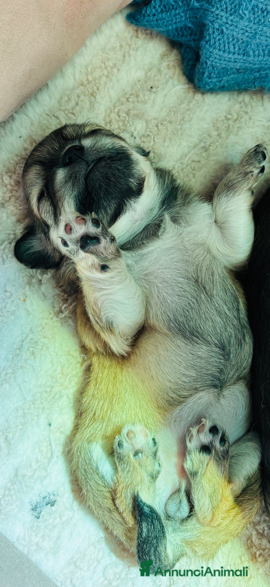 Chihuahua cani Chihuahua pelo lungo  - Annuncio 18