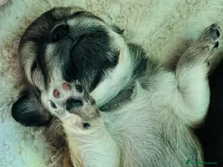 Chihuahua cani Chihuahua pelo lungo - Annuncio 15