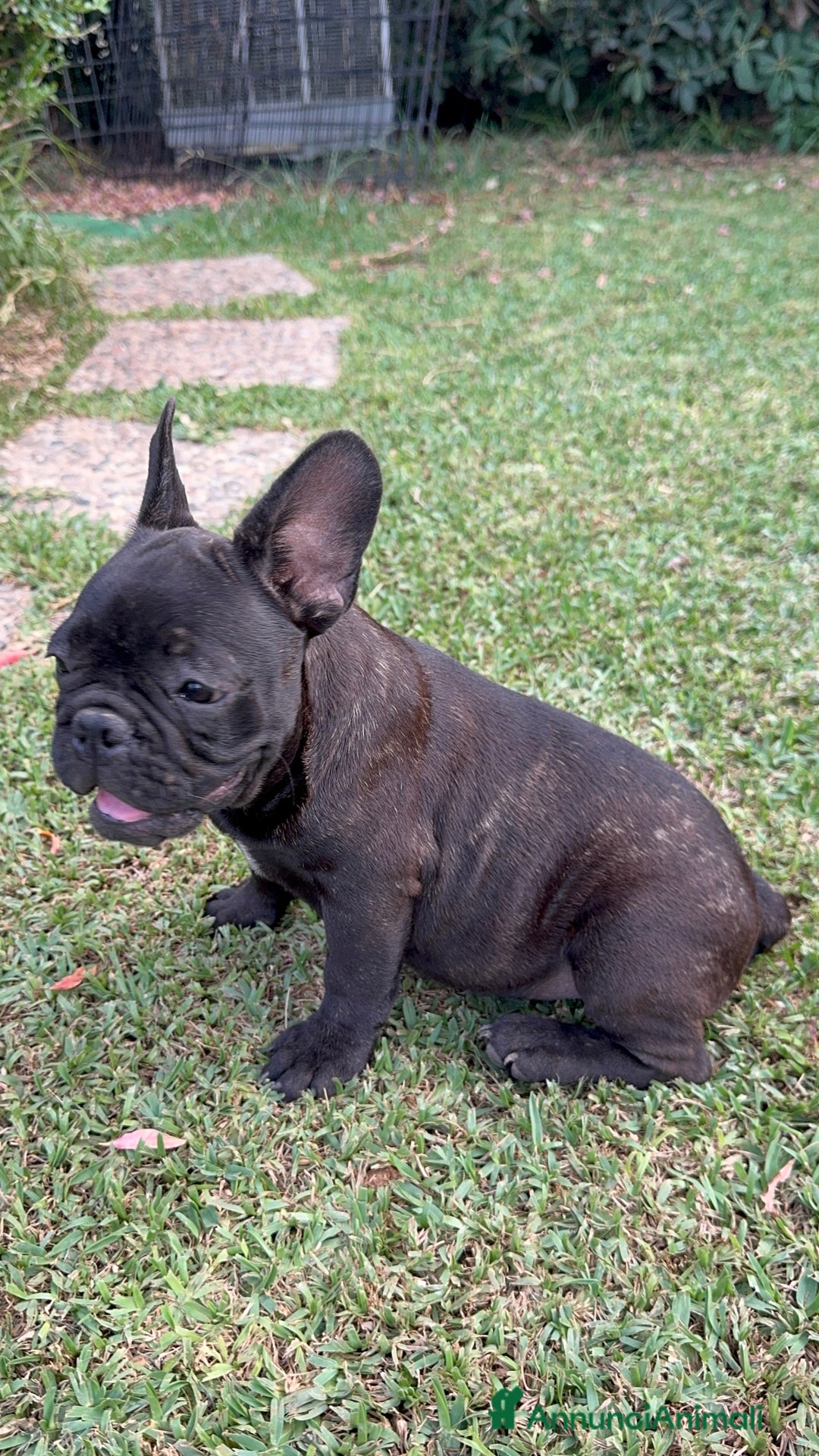 Bulldog Francese cani in vendita: Bulldog francese  a Città metropolitana di Milano - Immagine 5