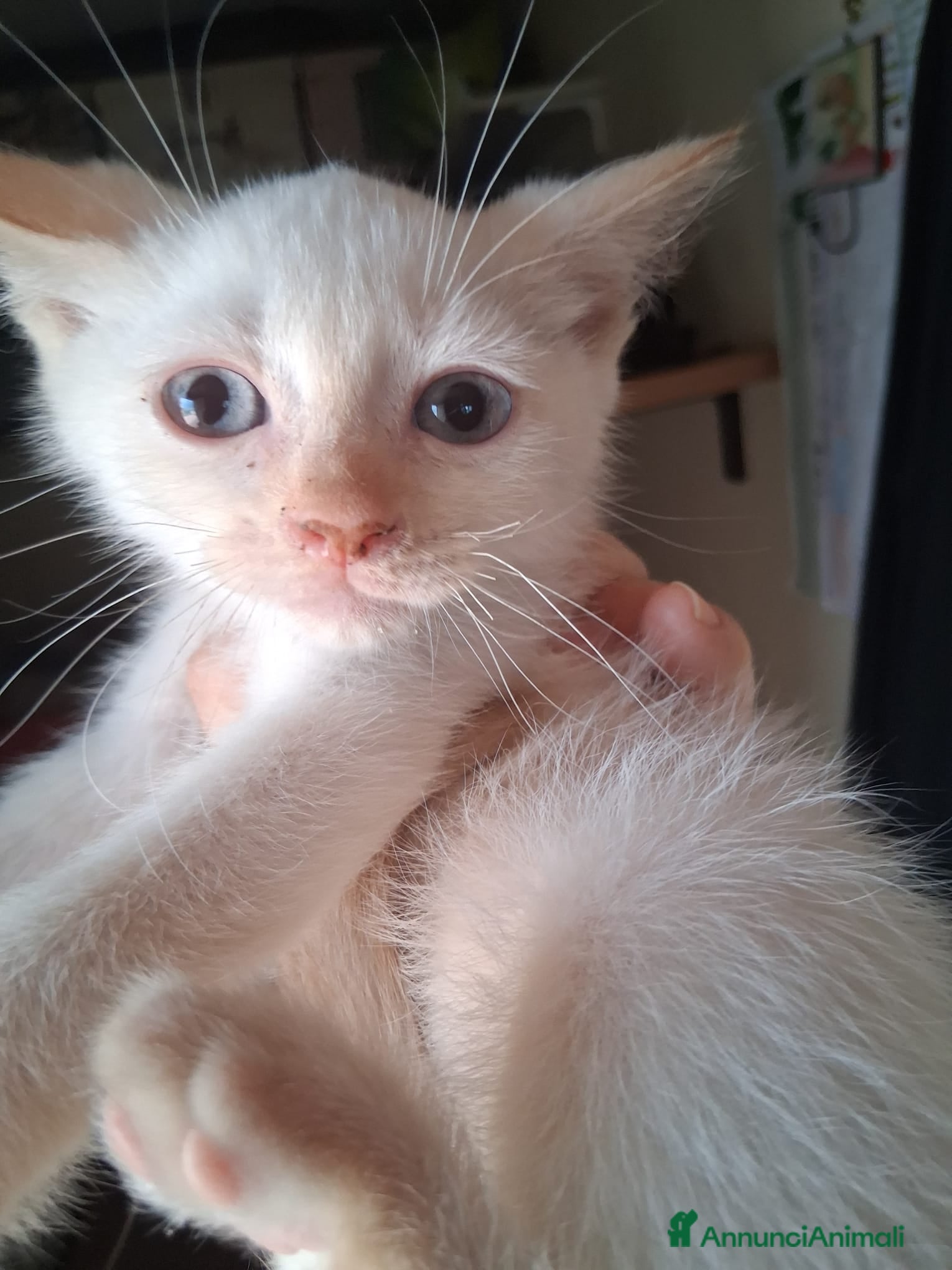 Siamese gatti Siamese RedPoint - Annuncio 5