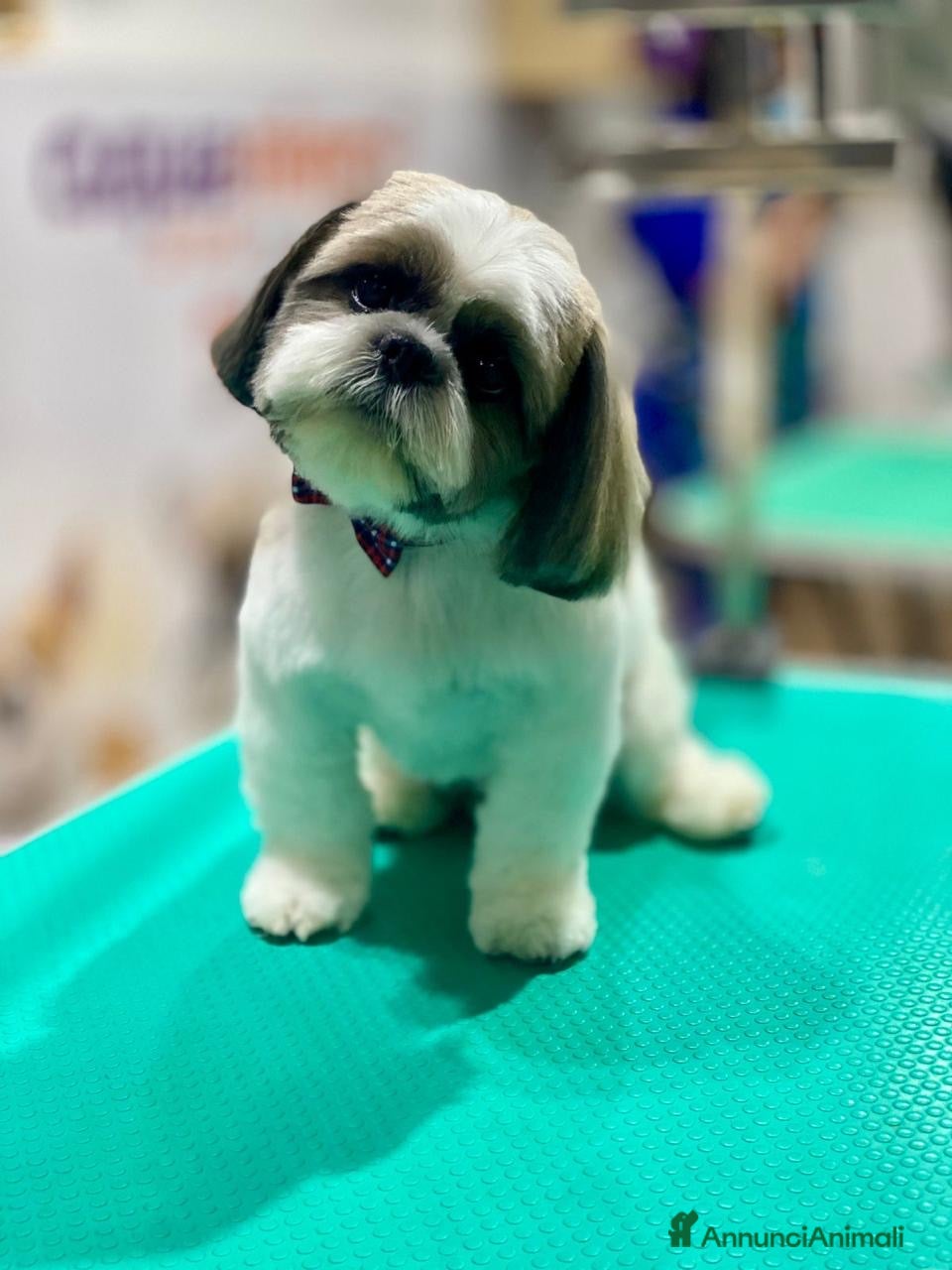 Shih Tzu cani Accopiamento   - Annuncio 8