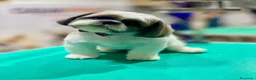 Shih Tzu cani per accoppiamento: Accopiamento   - Annuncio 1
