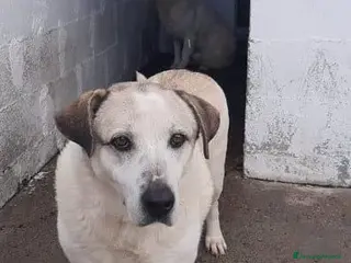 Meticcio cani BALDO nonnino che spera... - Annuncio 20