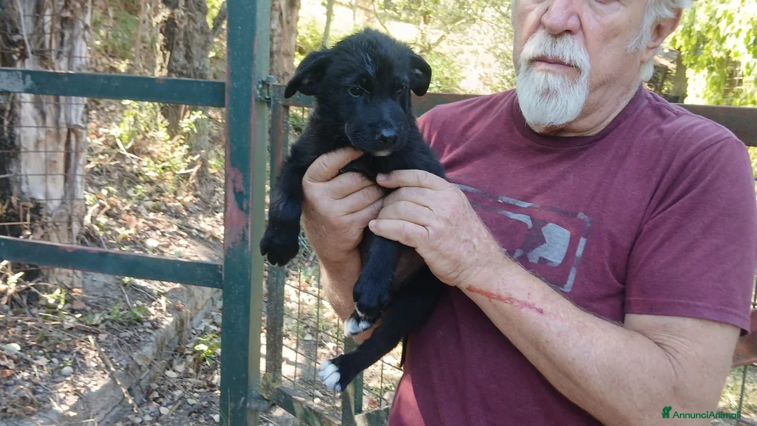 Meticcio cani in regalo: IL PICCOLO BLAZER STA ASPETTANDO LA SUA FAMIGLIA - Annuncio 4