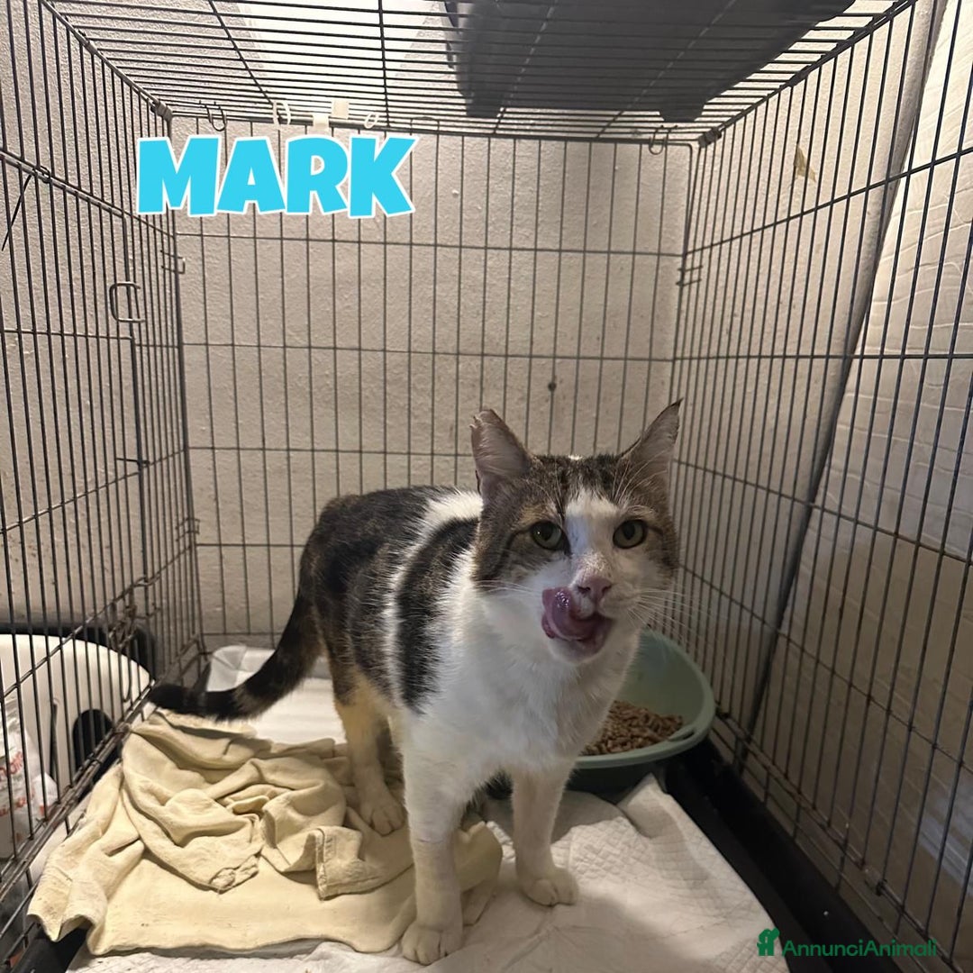 Europeo gatti in regalo: MARK micio di 2 anni - Annuncio 5