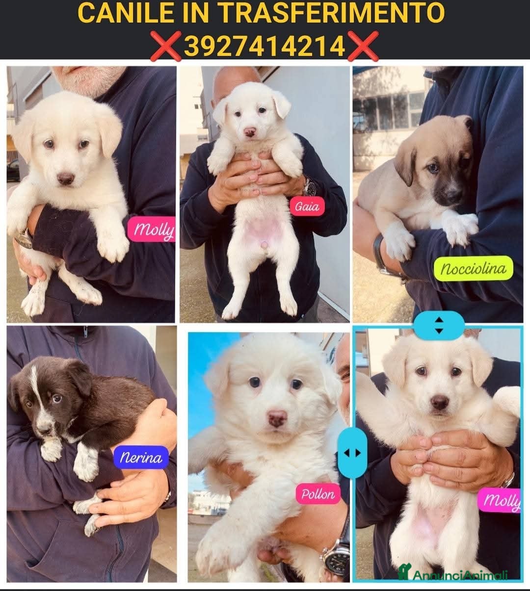 Meticcio cani ADOZIONI URGENTI!Trasferimenti in massa da canile! - Annuncio 42