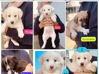 Meticcio cani ADOZIONI URGENTI!Trasferimenti in massa da canile! - Annuncio 9