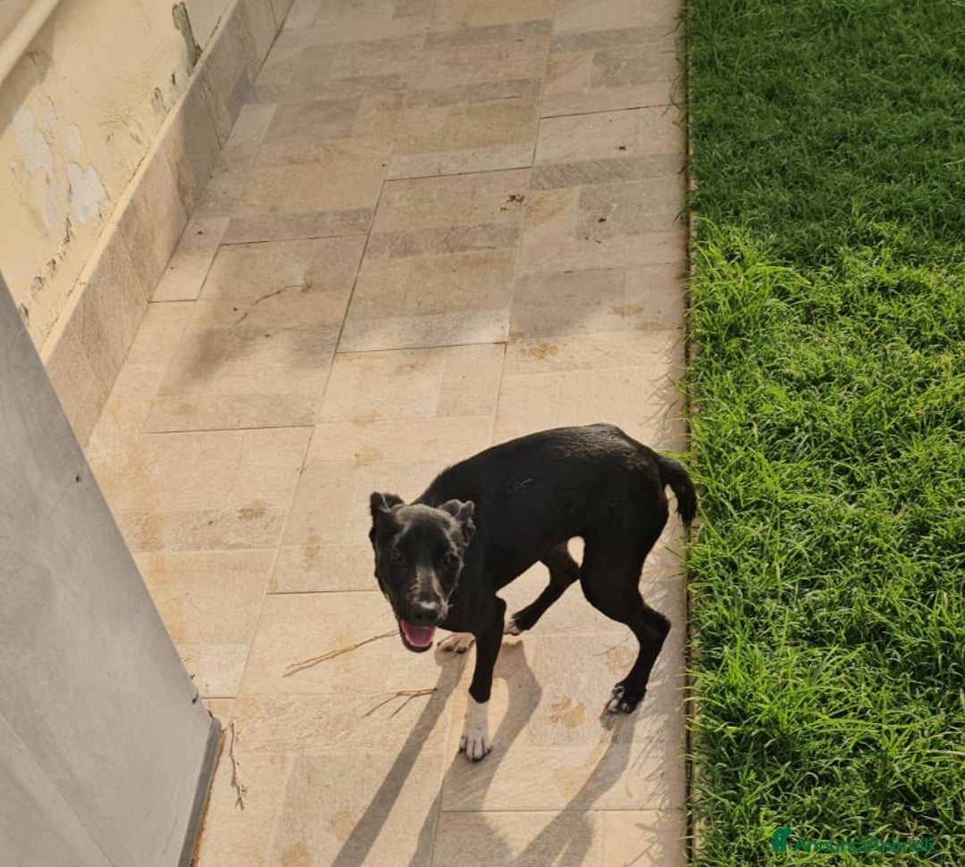 Meticcio cani in regalo: Beatrice: cucciolotta taglia contenuta socievole  a Città Metropolitana di Genova - Immagine 20