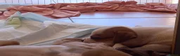 Bulldog cani in vendita: Cucciolo American bulldog  - Annuncio 15