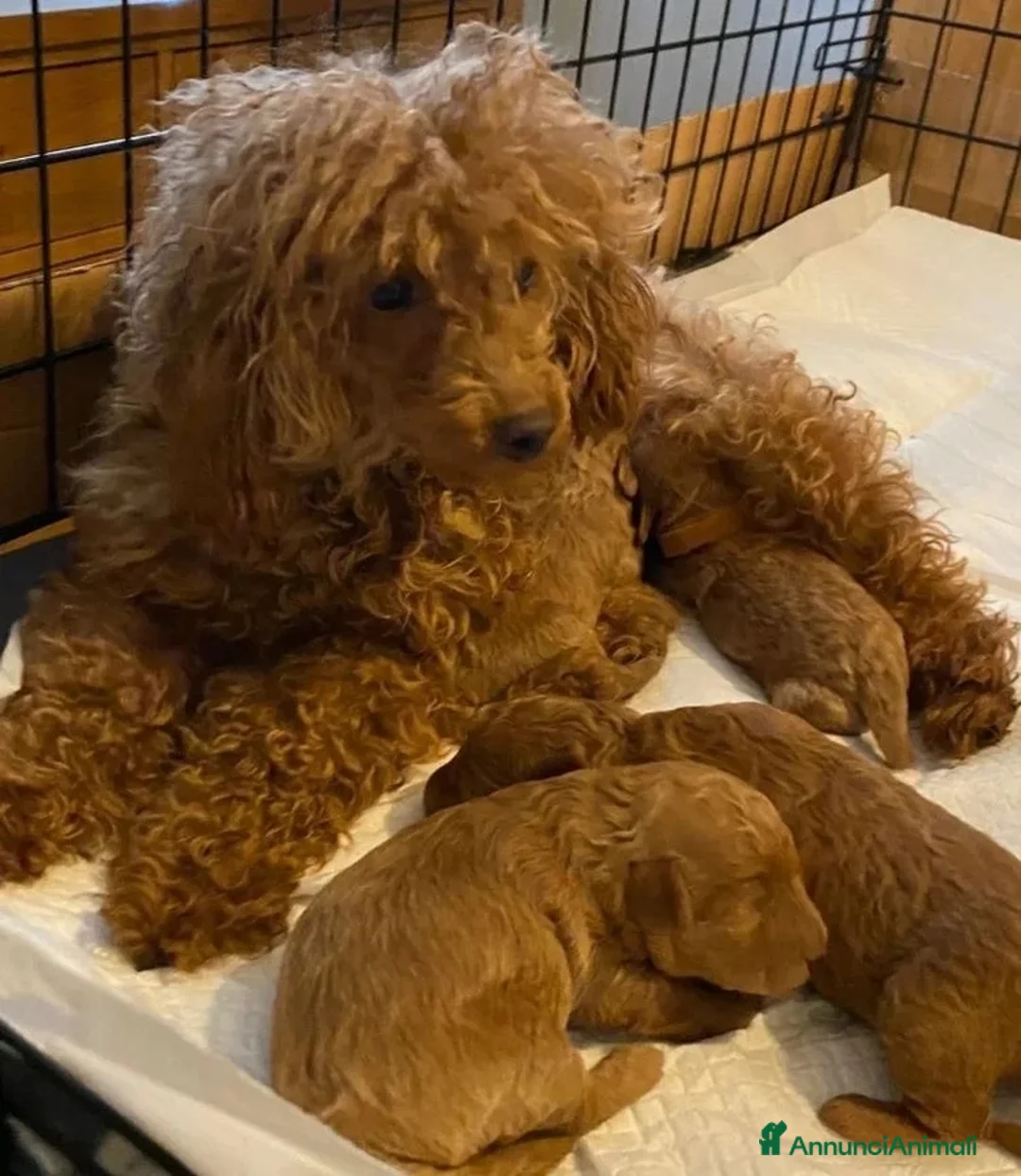 Barboncino Toy cani in vendita: Bellissimi Barboncini toy  - Annuncio 9