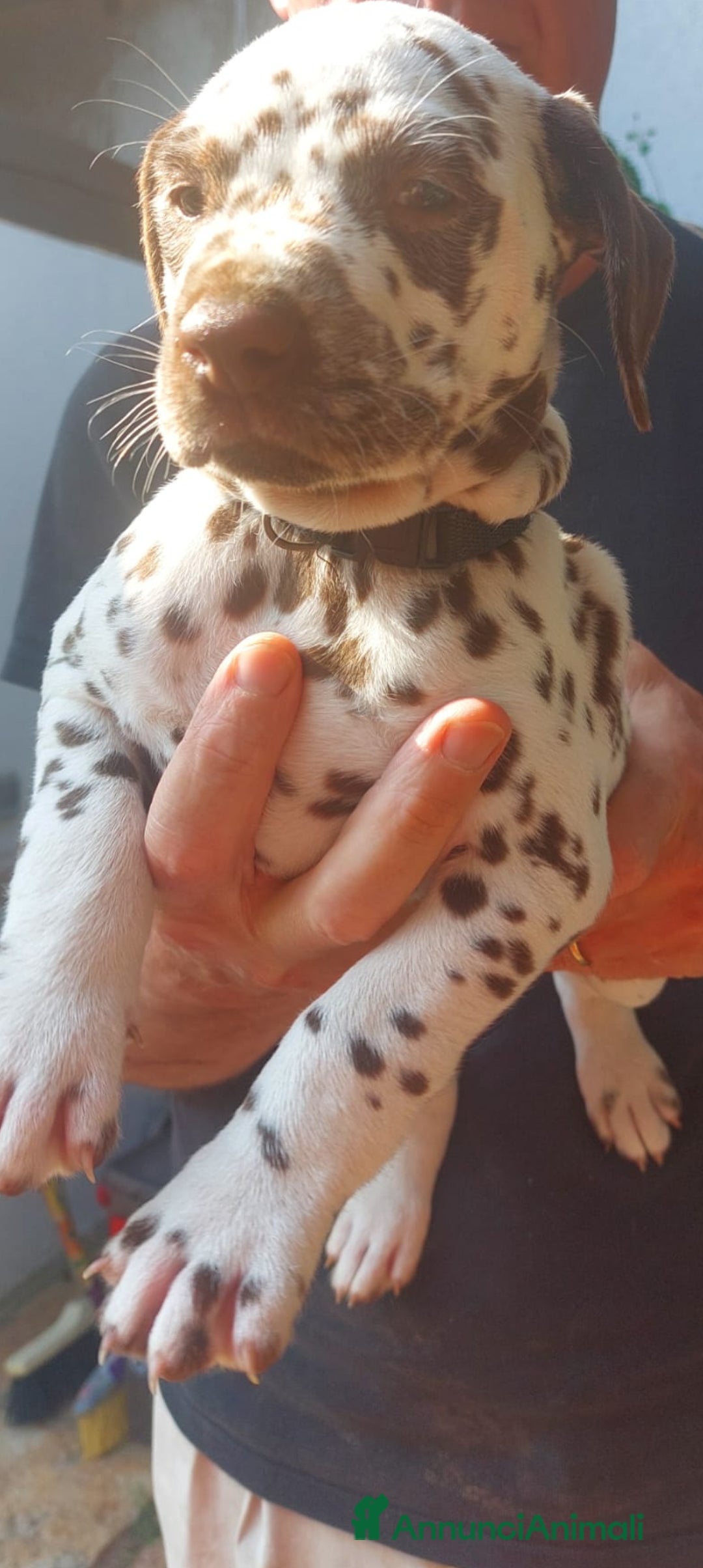 Dalmata cani in vendita: cuccioli dalmata udenti bilaterali a Provincia di Vicenza - Immagine 2