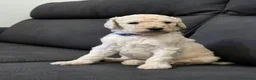 Barbone cani in vendita: Cuccioli Barbone Grande Mole - Annuncio 9