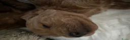 Barboncino cani in vendita: Barboncino con pedigree ENCI - Annuncio 2
