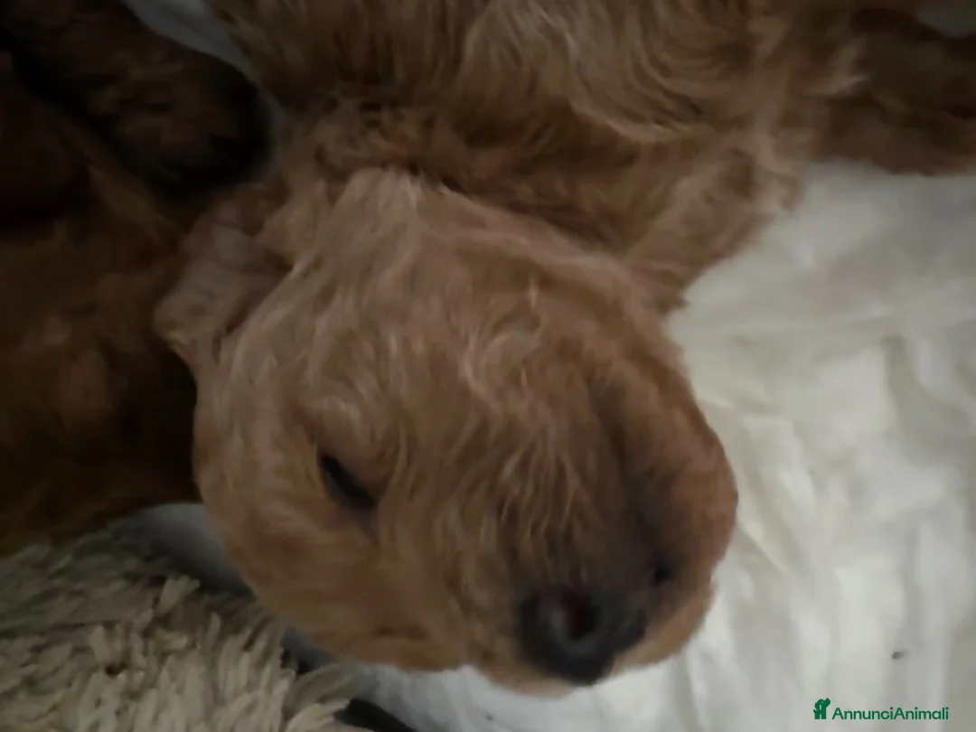 Barboncino cani in vendita: Barboncino con pedigree ENCI - Annuncio 2