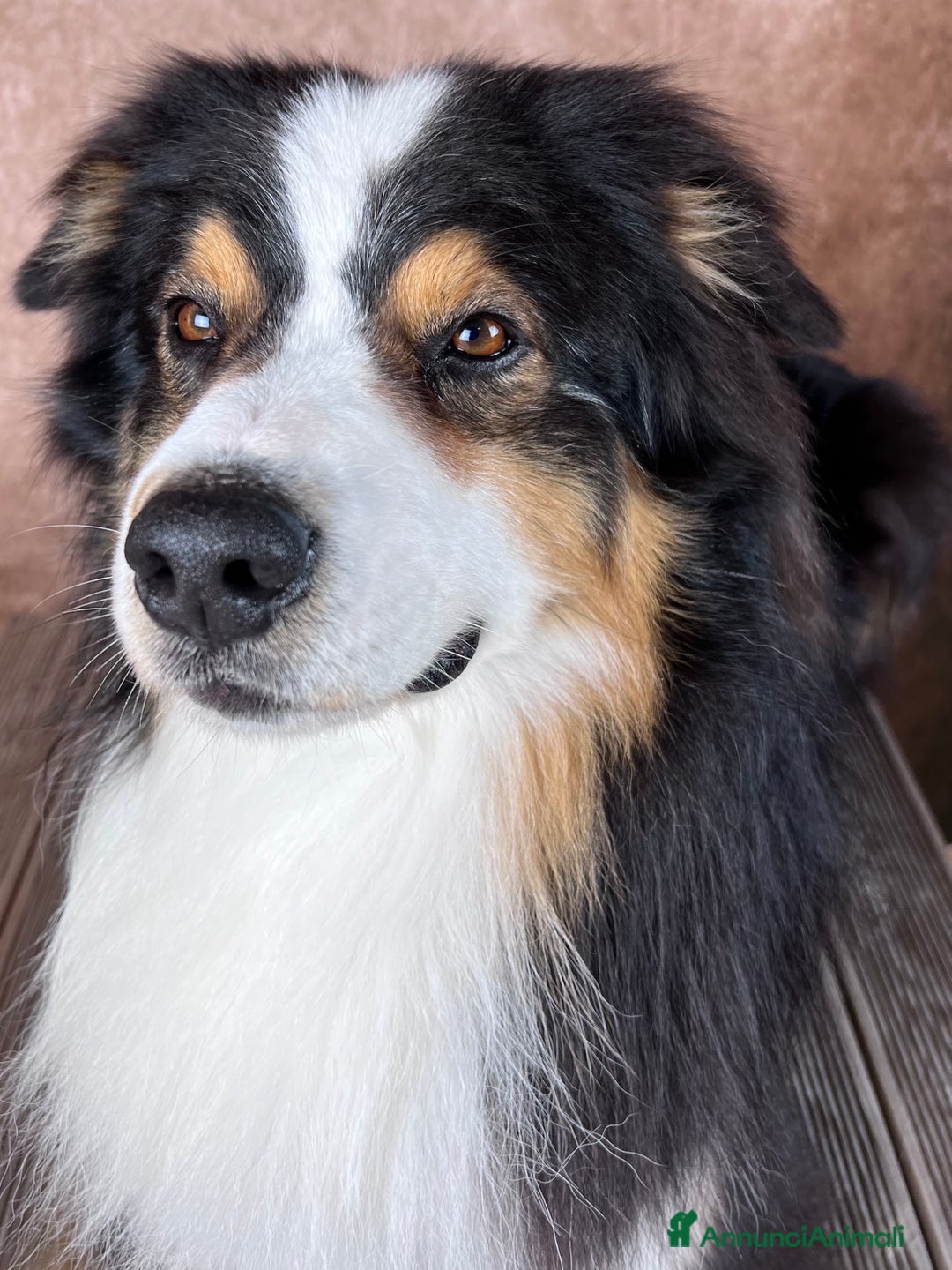 Australian Shepherd cani in vendita: Adulto australian shepherd  a Provincia di Rimini - Immagine 2