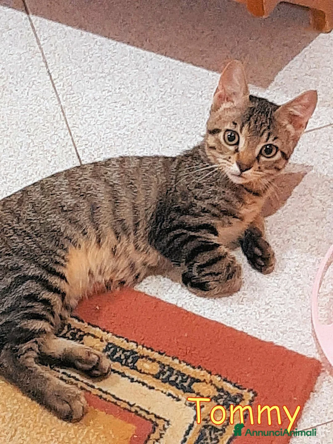 Europeo gatti in regalo: TOMMY TENERISSIMO GATTINO SENZA RICHIESTE - Annuncio 2