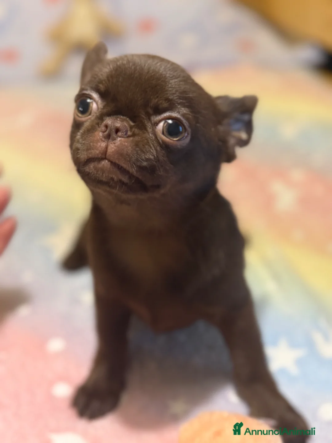 Chihuahua cani in vendita: Chihuahua cucciola - Annuncio 2