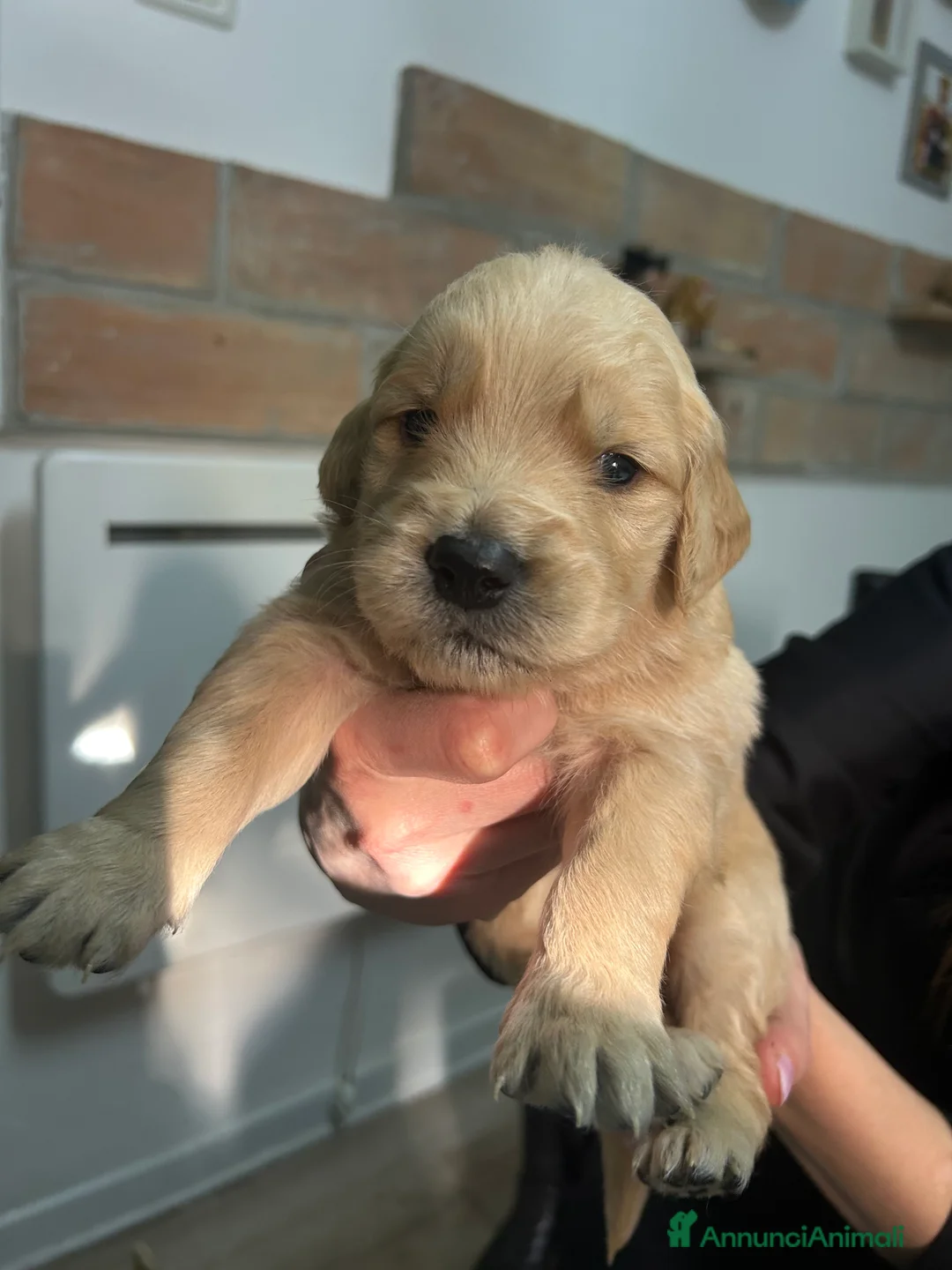 Golden Retriever cani in vendita: Golden Retrivers americani  - Annuncio 5