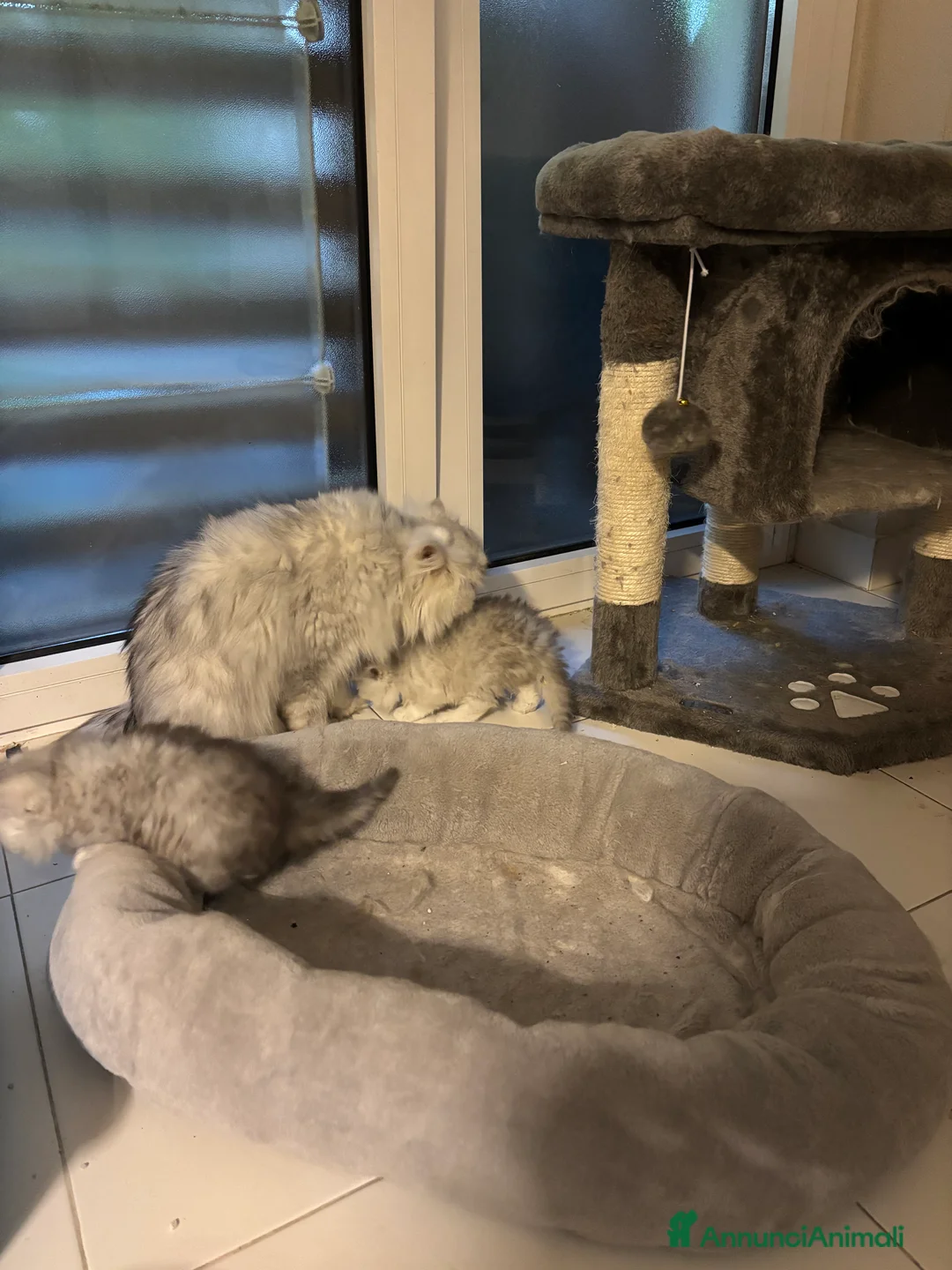 Persiano gatti in vendita: Gattini cuccioli persiano - Annuncio 2