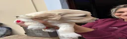 Meticcio cani in vendita: Cuccioli di Goldendoodle  - Annuncio 17