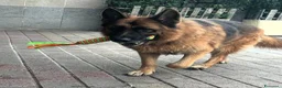 Pastore Tedesco cani in regalo: IBRA BELLISSIMO PASTORE TEDESCO - Annuncio 9