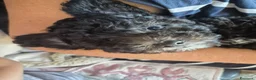 Meticcio cani in vendita: Barboncino silver  - Annuncio 2